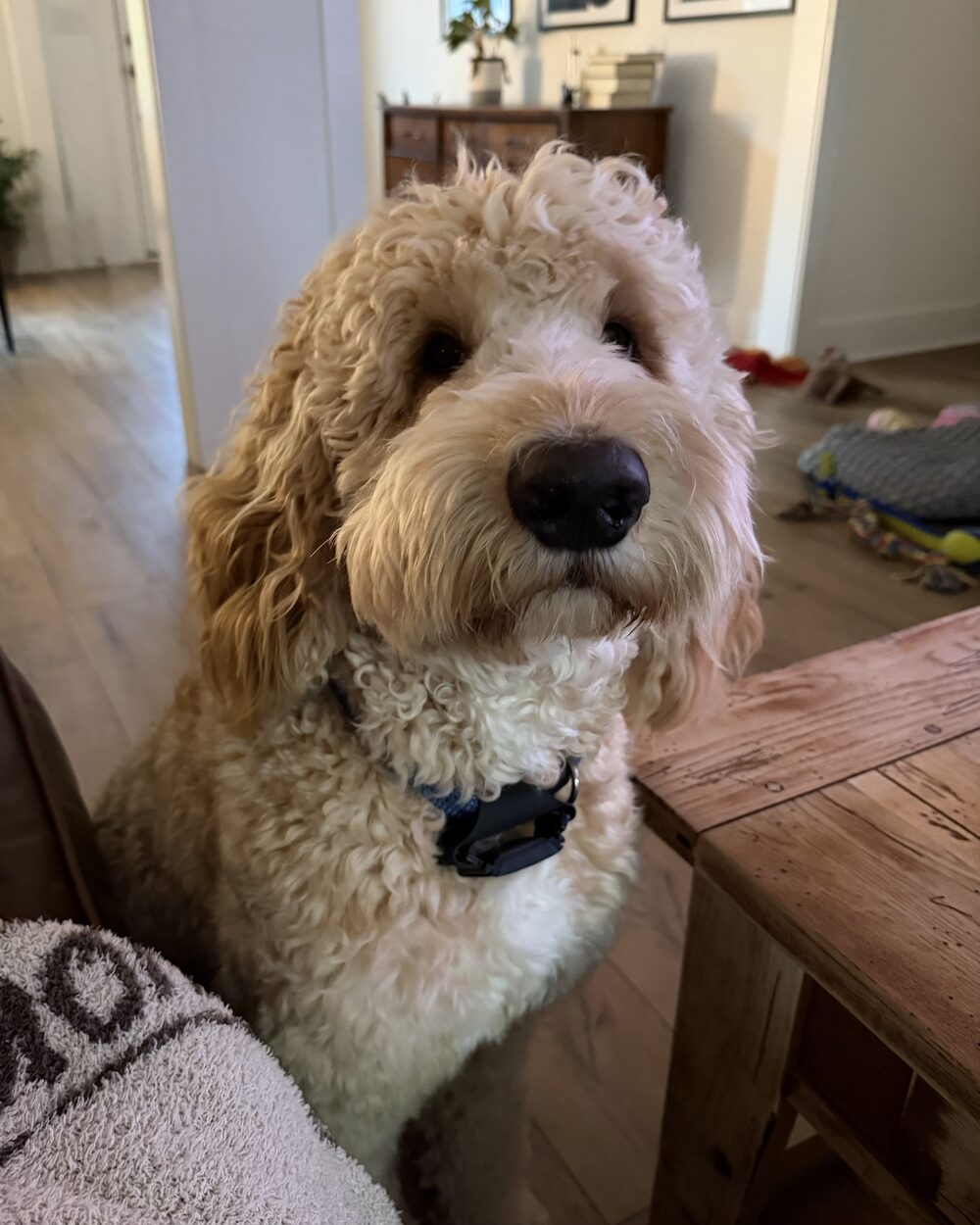 Arnold Arnold, the F1B Bernedoodle foundation sire of Black Warrior Doodles