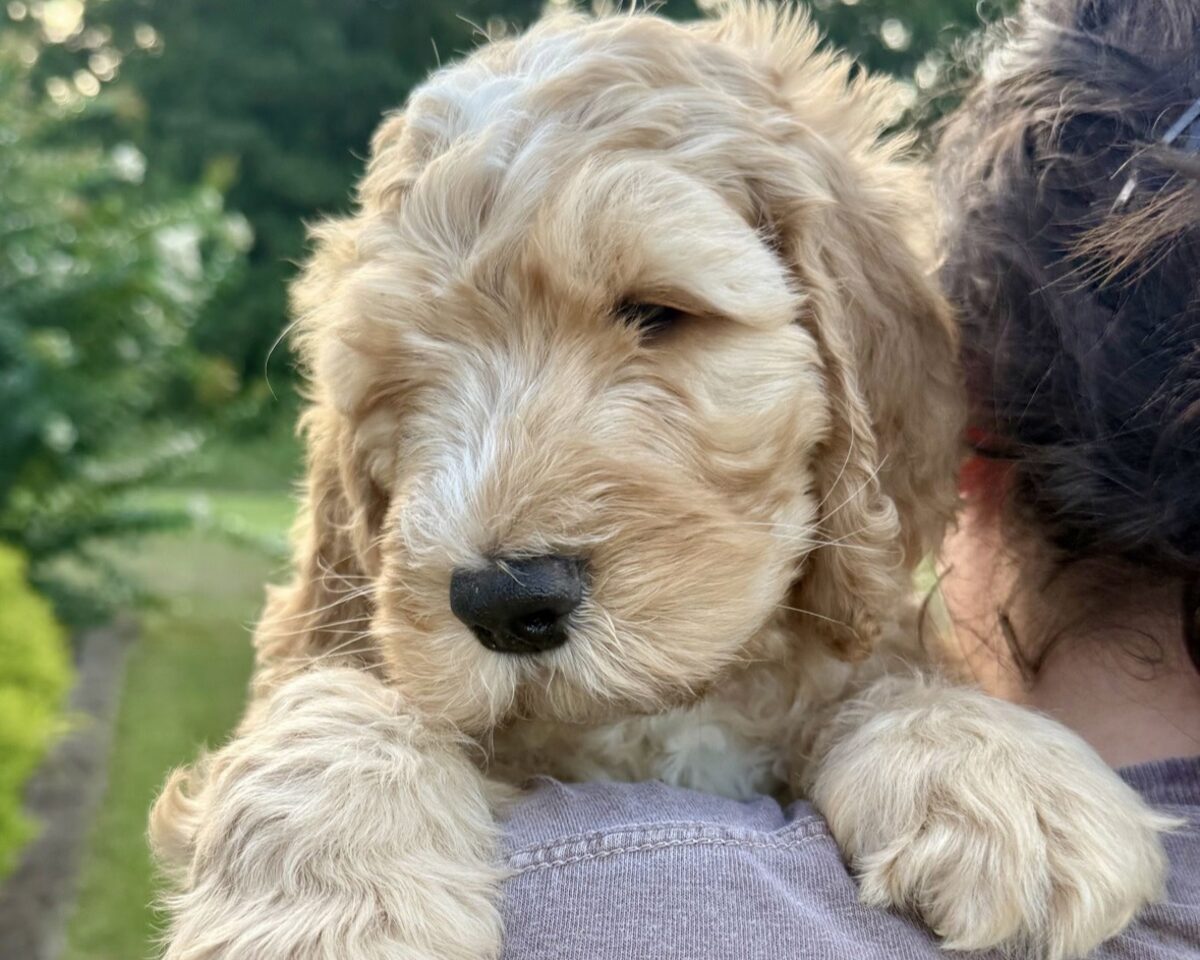 Arnold as a sleepy apricot puppy on the day Black Warrior Doodles brought him home