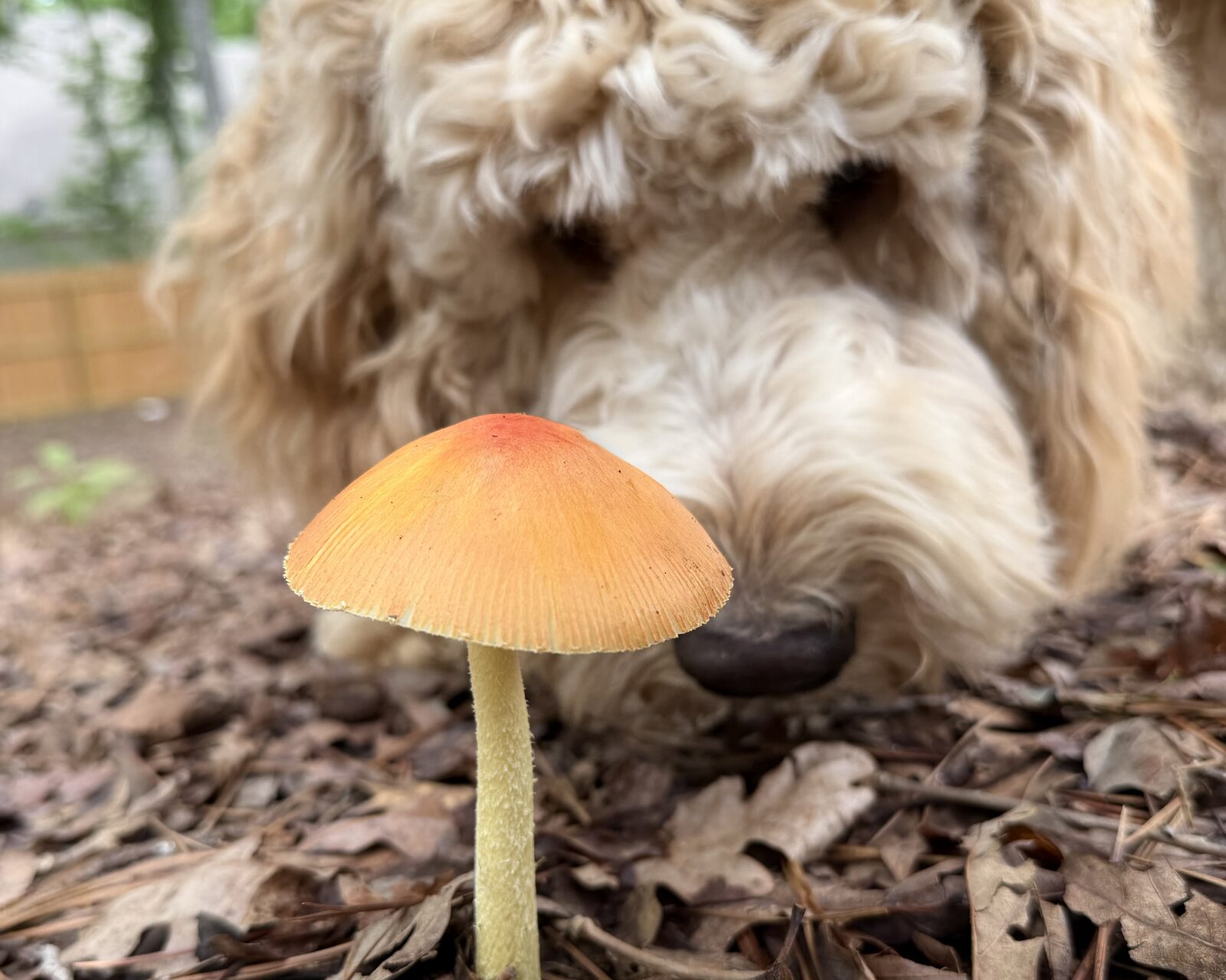 Arnold, the F1B Bernedoodle foundation sire of Black Warrior Doodles, nose-down to a mushroom on the forest floor