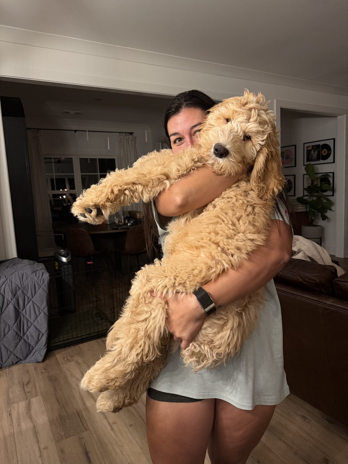 Black Warrior Doodles — Arnold, F1B Bernedoodle, at 4 months old