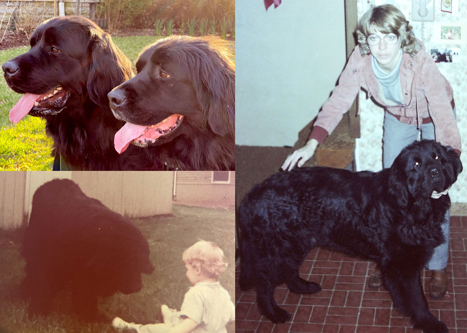 The Shekinah Newfoundlands — the family's championship Newfoundland show kennel in Ohio during the 1970s and 80s